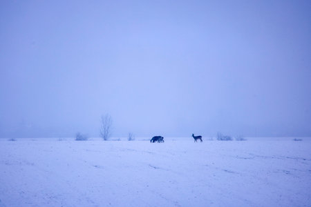 deer in the natural environment during the winterの写真素材