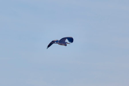 Grey heron in flight (Ardea cinerea)