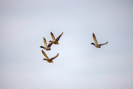 wild ducks in flight on the background of the blue skyの写真素材