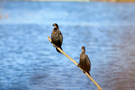 cormorants sitting on the branches of a tree coming out of the waterの写真素材