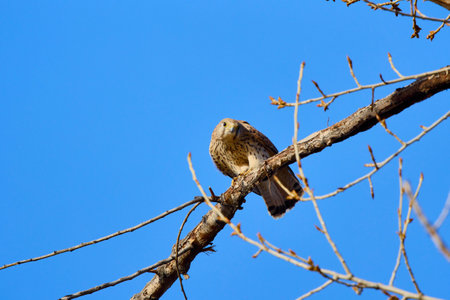 a (Accipiter nisus) on a tree branch.の写真素材