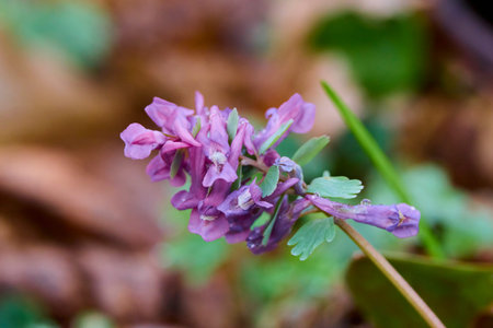 close up with forest flowers on a spring day
