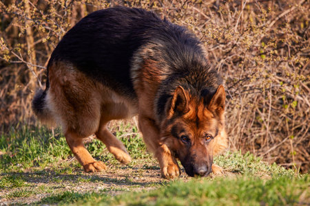 a wolf dog sniffing the trail on the ground.の写真素材