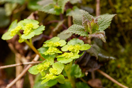 close up with forest flowers on a spring day