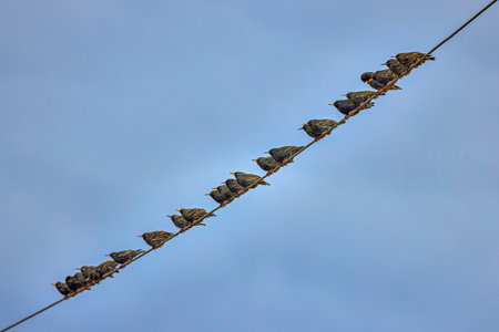 A group of birds from the Sturnidae family on an electric wireの写真素材