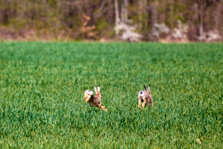 two rabbits running in a green field in springの写真素材