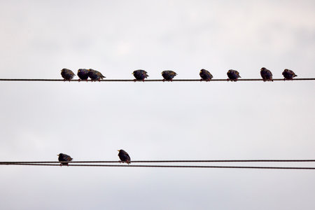 A group of birds from the Sturnidae family on an electric wireの写真素材