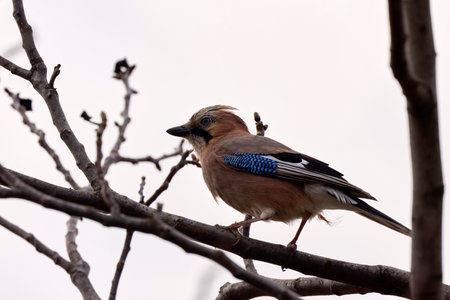 Eurasian Jay (Garrulus glandarius) sitting in a treeの写真素材