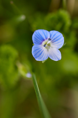 close up with beautiful flowers from the park in a blurred backgroundの写真素材