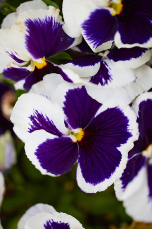 close up with beautiful flowers from the park in a blurred background