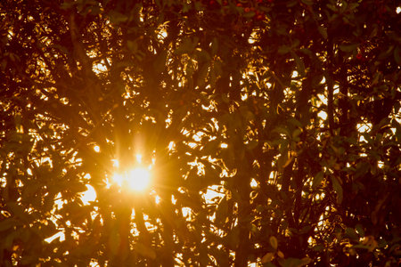 the sun's rays pierce a shoot at sunset