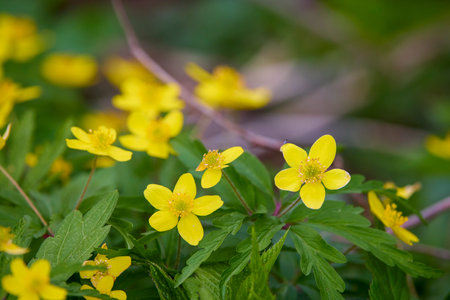 wild yellow flowers from the forest