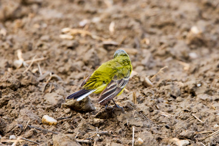 Yellow wagtail (Motacilla flava) male, small bird with yellow plumage. The bird walks on the ground among vegetation looking for food.の写真素材