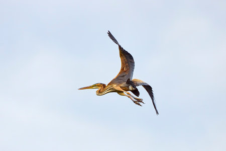 A large grey heron (ardea cinerea)  blue skyの写真素材