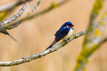 close up with a beautiful (Hirundo rustica)の写真素材