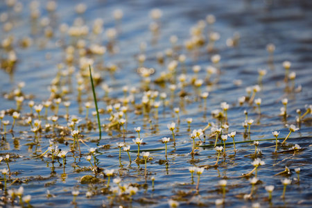 images of vegetation on a pond in spring