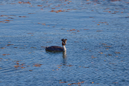 Great crested grebe (Podiceps cristatus) on a lake