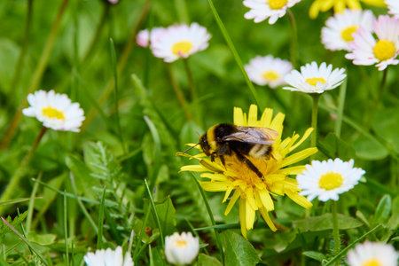 close up with a bumblebee on a yellow wild flower while collecting pollenの写真素材