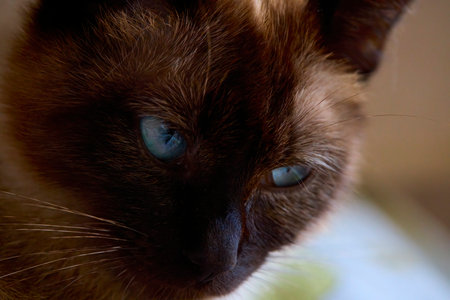 close up portrait with the eyes of a beautiful catの写真素材