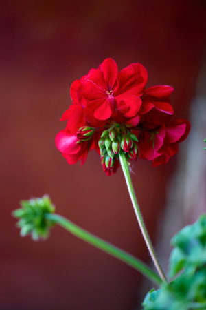 red Pelargonium in the garden. Red geranium flowers in summer garden. Bright pelargoniumの写真素材