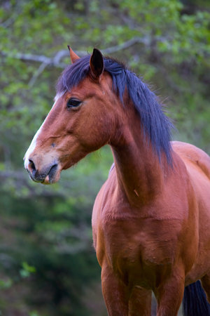 portrait with a horse in a natural environment on a meadow on a spring dayの写真素材