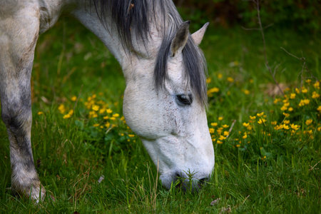 portrait with a horse in a natural environment on a meadow on a spring day