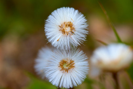 close up with (Taraxacum officinale) on the mountain with blurred background