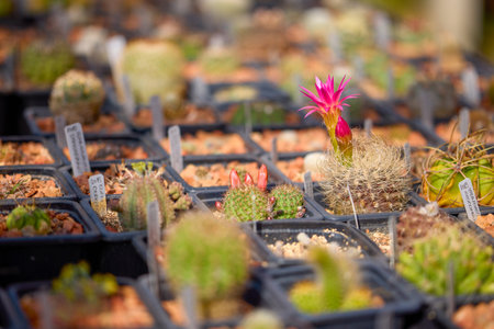 beautiful images with various flowering cacti with selective focus.
