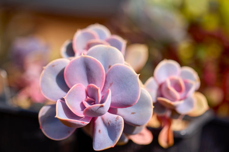 beautiful images with various flowering cacti with selective focus.の写真素材
