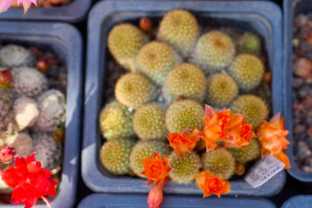 beautiful images with various flowering cacti with selective focus.の写真素材