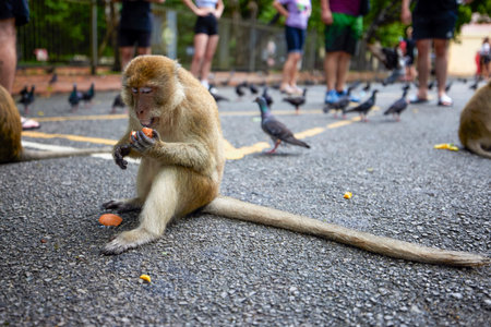 monkey on a street in Thailand where tourists come to give food.の写真素材