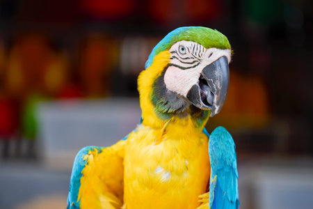 a parrot in a pet shop in Thailand