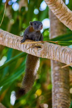 Squirrel climbing a palm tree stem and palm fronds in the background.の写真素材