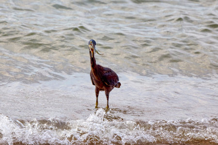 purple heron(Ardea purpurea) on a beach in Phuket Thailand hunting fish.の写真素材