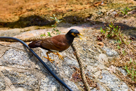 common myna, near a water I stand alertの写真素材