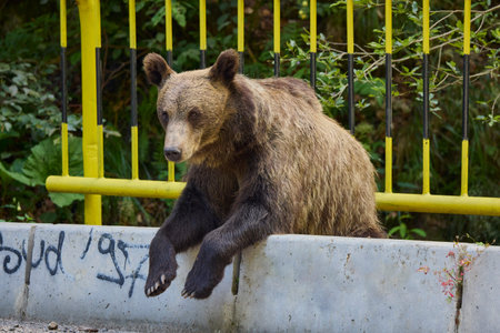 The brown bear Photographed in Transfagarasan, Romania. A place that became famous for the large...