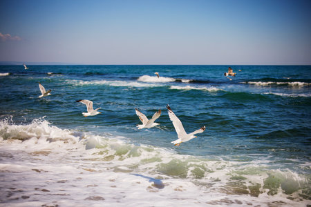 landscape with the shore of the Black Sea in Bulgaria on a summer day.の写真素材
