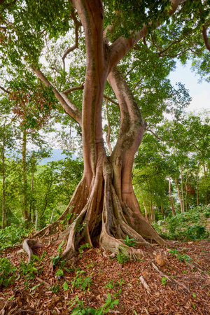 a tree with roots in a forest in Thailand.の写真素材