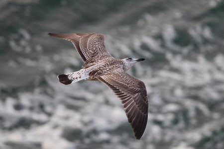 Seagull in flight seen from above with water in the backgroundの写真素材