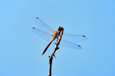 a dragonfly sitting on a branch on a sunny day