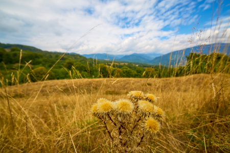 beautiful mountain landscape on a September day in the Carpathian mountains in Romania.の写真素材