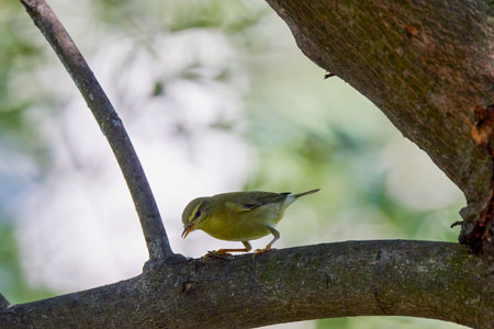 Phylloscopus nitidus looking for food on a tree.