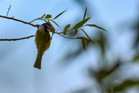 (Parus major) is a small sedentary bird of the Paridae family, widely distributed throughout Europe, Asia and northwestern Africa in the temperate zone.の写真素材