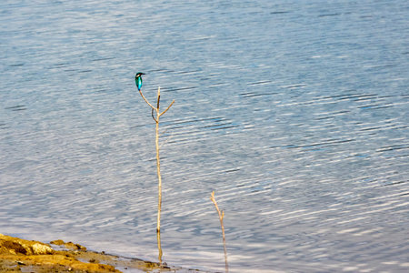 kingfisher sitting on a stick by a lake.