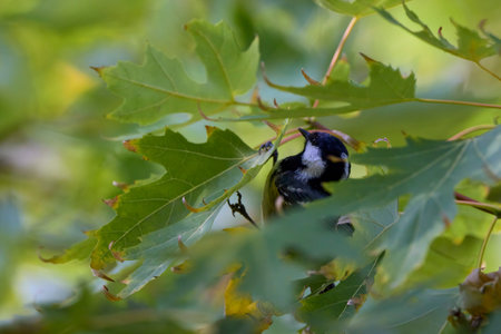 (Parus major) is a small sedentary bird of the Paridae family, widely distributed throughout Europe,...