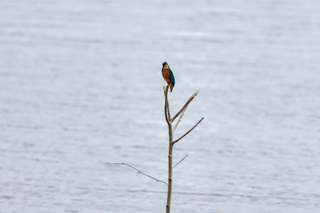 kingfisher sitting on a stick by a lake.