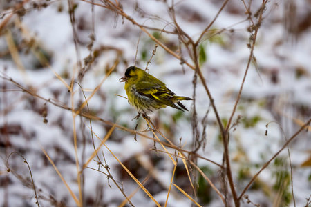 Eurasian siskin on a plant, eating the seeds (Spinus spinus).