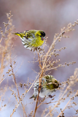 Eurasian siskin on a plant, eating the seeds (Spinus spinus).の写真素材