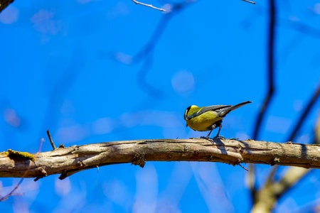 (Paridae), are a family of passerine insectivorous arboreal birds widely distributed in Eurasia,...