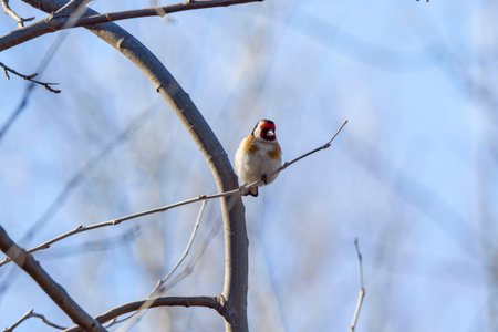 (Fringilla coelebs) sitting on a tree branch.